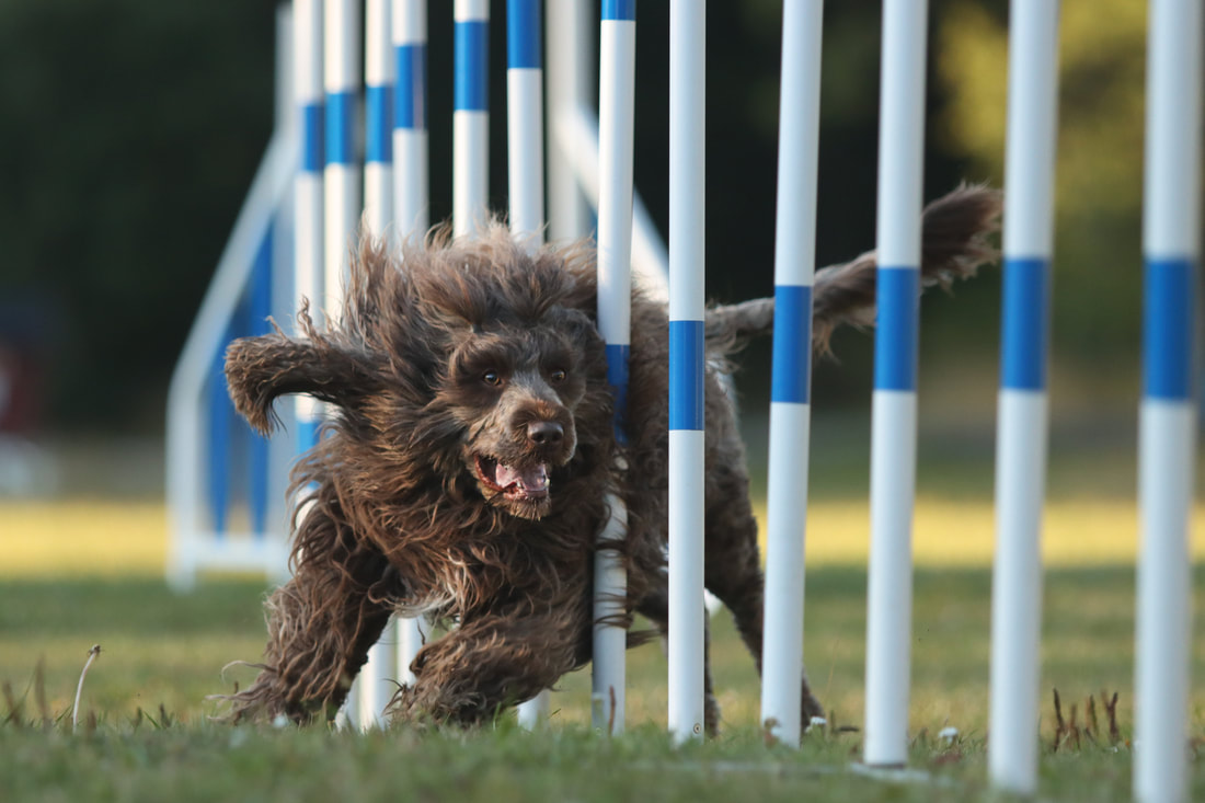 Agility steg 2, brun portugisisk vattenhund genomför slalom i agility